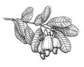 Ink sketch of cashew branch.