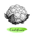 Ink sketch of cauliflower. Royalty Free Stock Photo