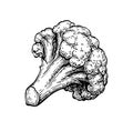 Ink sketch of cauliflower. Royalty Free Stock Photo