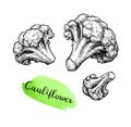 Ink sketch of cauliflower. Royalty Free Stock Photo