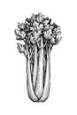 Ink sketch of celery Royalty Free Stock Photo