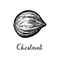 Ink sketch of chestnut.