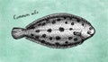 Ink sketch of common sole. Royalty Free Stock Photo