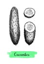 Ink sketch of cucumber. Royalty Free Stock Photo