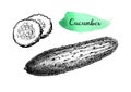 Ink sketch of cucumber. Royalty Free Stock Photo