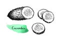 Ink sketch of cucumber. Royalty Free Stock Photo