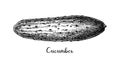 Ink sketch of cucumber. Royalty Free Stock Photo