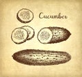 Ink sketch of cucumber. Royalty Free Stock Photo