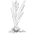 Ink sketch of gladiolus plant, buds, flowers, leafs, bulbs, stock vector illustration