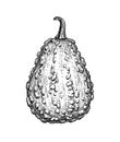 Ink sketch of gourd Royalty Free Stock Photo