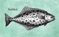 Ink sketch of halibut.