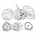 Ink sketch of hazelnut. Hand drawn vector illustration. Isolated on white background. Retro style Royalty Free Stock Photo