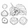 Ink sketch of hazelnut. Hand drawn vector illustration. Isolated on white background. Retro style Royalty Free Stock Photo