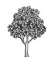 Ink sketch of pear tree. Royalty Free Stock Photo
