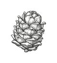 Ink sketch of pine cone.