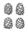 Ink sketch of pine cones.