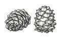 Ink sketch of pine cones.