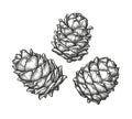 Ink sketch of pine cones.