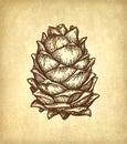 Ink sketch of pine nut.