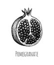 Ink sketch of pomegranate. Royalty Free Stock Photo