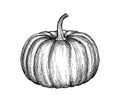 Ink sketch of pumpkin. Royalty Free Stock Photo