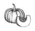 Ink sketch of pumpkin. Royalty Free Stock Photo