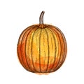 Ink sketch of pumpkin Royalty Free Stock Photo