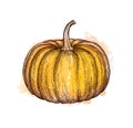 Ink sketch of pumpkin Royalty Free Stock Photo