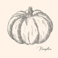 Ink sketch of pumpkin isolated on white background. Hand drawn vector illustration. Retro style Royalty Free Stock Photo