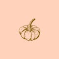 Ink sketch of pumpkin with long stalk on pink background. Hand-drawn vector illustration Royalty Free Stock Photo
