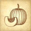 Ink sketch of pumpkin Royalty Free Stock Photo