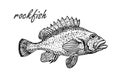 Ink sketch of rockfish. Hand drawn of redfish isolated on white background. Retro style.