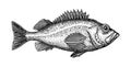 Ink sketch of rockfish. Royalty Free Stock Photo