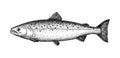 Ink sketch of salmon. Royalty Free Stock Photo