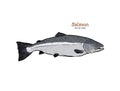 Ink sketch of salmon. Hand drawn vector illustration of fish Royalty Free Stock Photo
