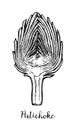 Ink sketch of sliced artichoke. Royalty Free Stock Photo