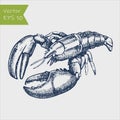 Ink sketch of spiny lobster. Hand drawn vector illustration. Retro style Royalty Free Stock Photo