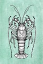 Ink sketch of spiny lobster. Royalty Free Stock Photo