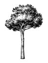 Ink sketch of stone pine tree. Royalty Free Stock Photo