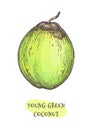 Ink sketch of young green coconut. Royalty Free Stock Photo