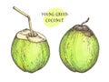 Ink sketch of young green coconuts. Royalty Free Stock Photo