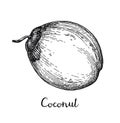 Ink sketch of young green coconuts. Royalty Free Stock Photo