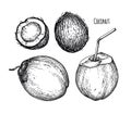 Ink sketch of young green coconuts. Royalty Free Stock Photo