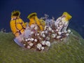 Ink-Spot Sea Squirt Royalty Free Stock Photo