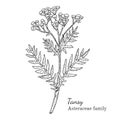 Ink tansy hand drawn sketch Royalty Free Stock Photo