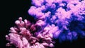 Ink water paint drop smoke cloud blue pink splash Royalty Free Stock Photo