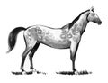 Standing horse