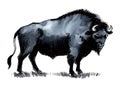 Big black bison bull