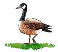 Canadian goose