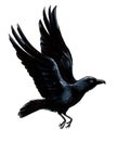 Flying crow